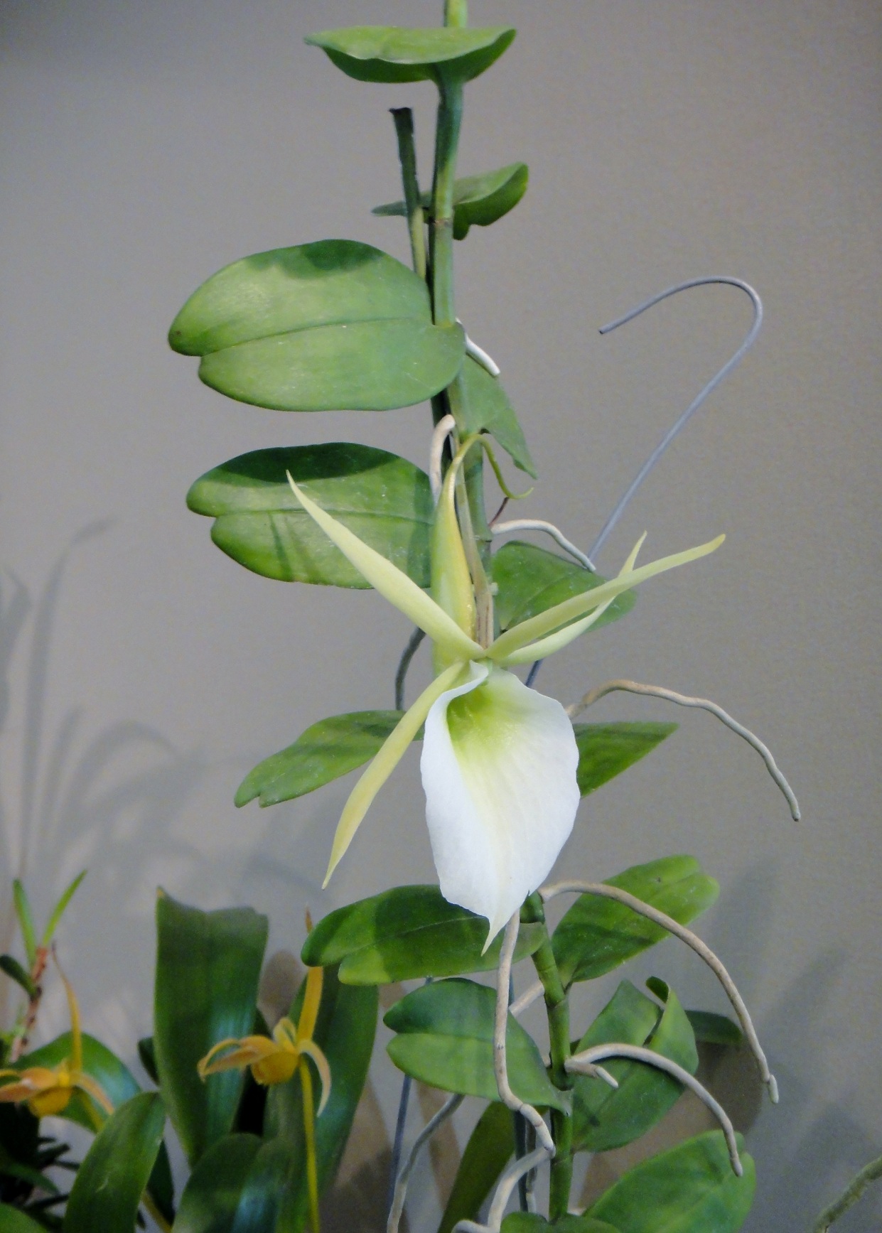 Angraecum infundibulare Lindley